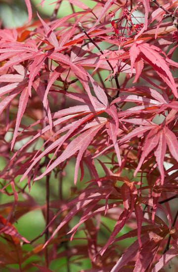 Feuilles rouges plante.jpg